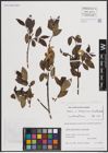 Foto von Salix euxina I. V. Belyaeva x Salix pentandra L.